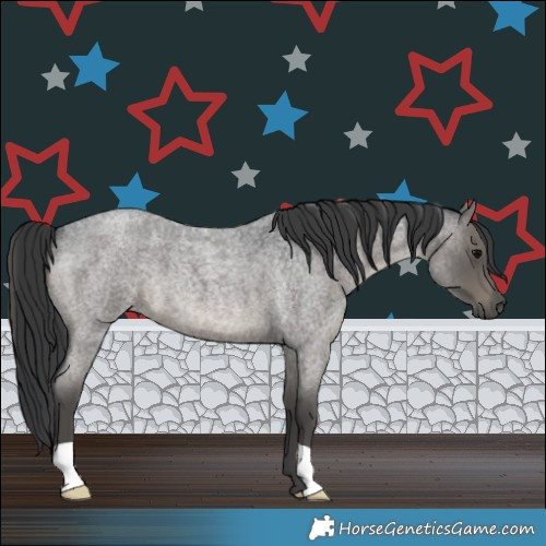 Horse Color:Blue Roan 