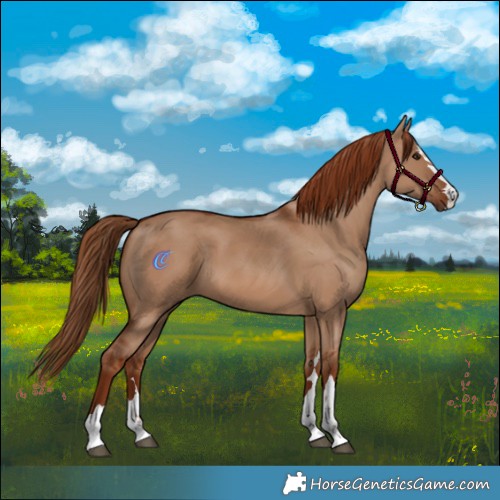 Horse Color:Red Dun 