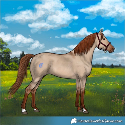 Horse Color:Red Dun 