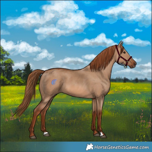 Horse Color:Red Dun 