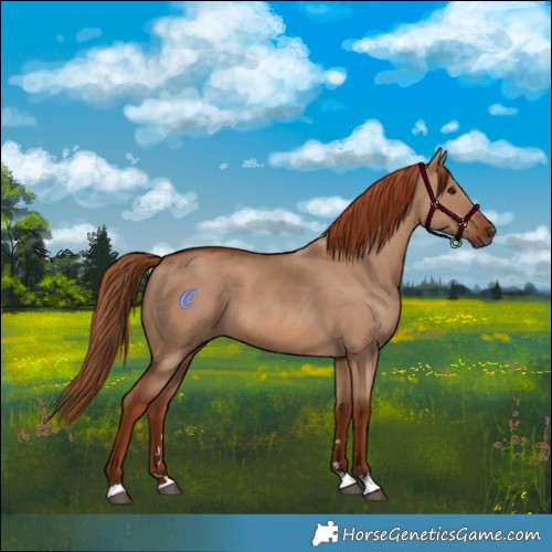 Horse Color:Red Dun 