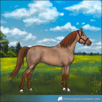 Horse Color:Red Dun 