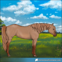 Horse Color:Red Dun 