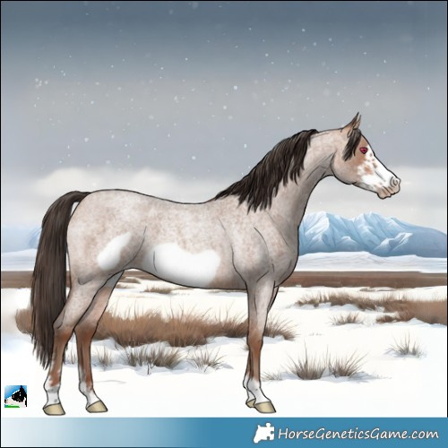 Horse Color:Sable Champagne Roan Sabino Frame 