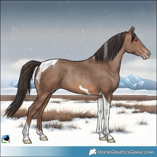 Horse Color:Sable Champagne Sabino Tobiano 