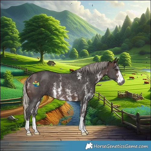 Horse Color:Gray Silver Bay Sabino Rabicano 