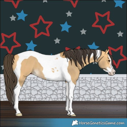 Horse Color:Buckskin Dun Splash Tobiano