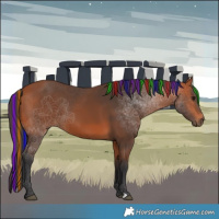Horse Color:Painted Bay