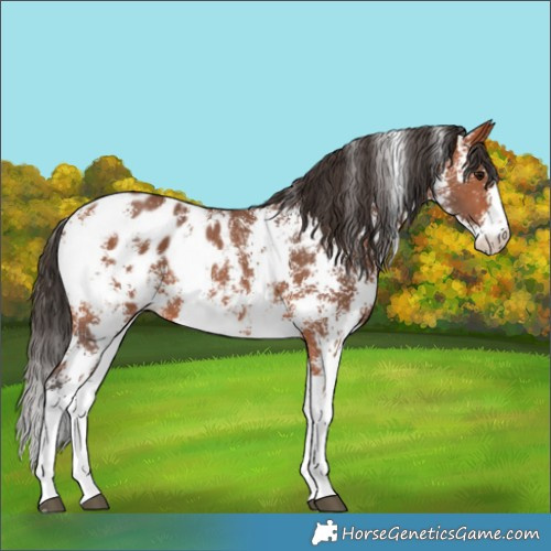 Horse Color:Bay Sabino Appaloosa Rabicano 