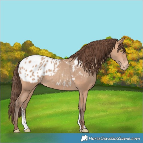 Horse Color:Amber Champagne Sabino Appaloosa Rabicano 