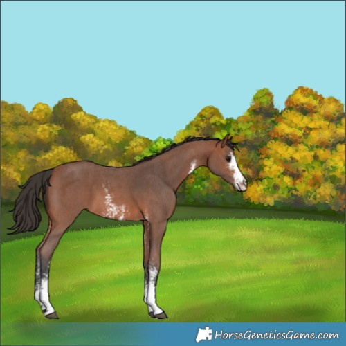 Horse Color:Bay Sabino 