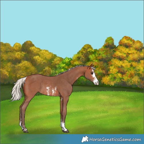 Horse Color:Silver Bay Sabino Rabicano 