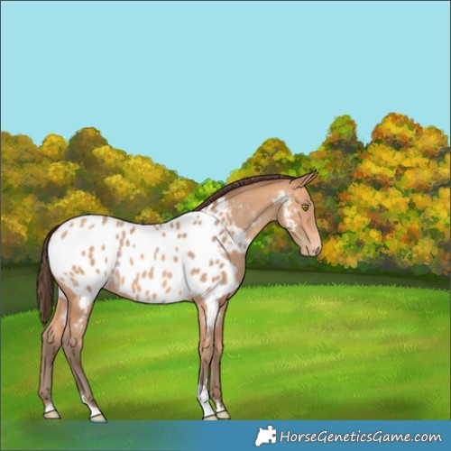 Horse Color:Amber Champagne Tobiano Appaloosa Rabicano 