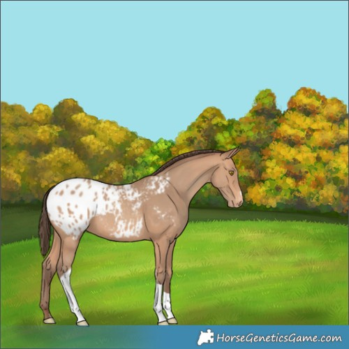 Horse Color:Amber Champagne Tobiano Appaloosa 