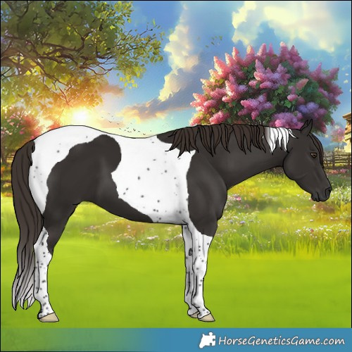 Horse Color:Liver Chestnut Tobiano 