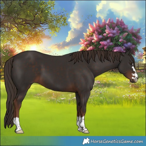 Horse Color:Liver Chestnut 