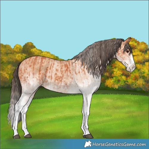 Horse Color:White Spotted Bay Splash  and White Spotted Amber Champagne Splash 