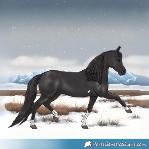 Horse Color:Smoky Black Tobiano 