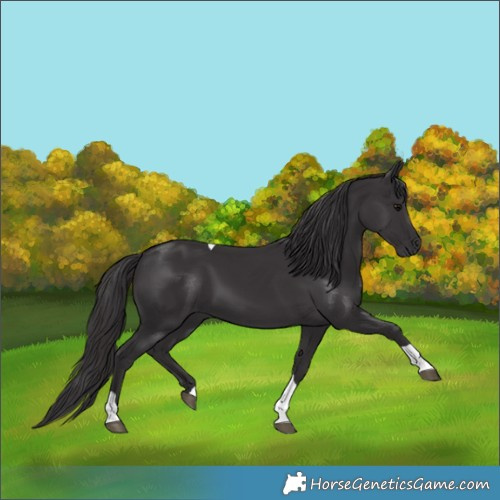 Horse Color:Smoky Black Tobiano 