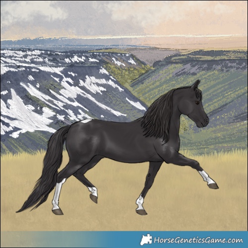 Horse Color:Smoky Black Tobiano 