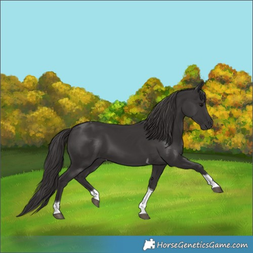 Horse Color:Smoky Black Tobiano 