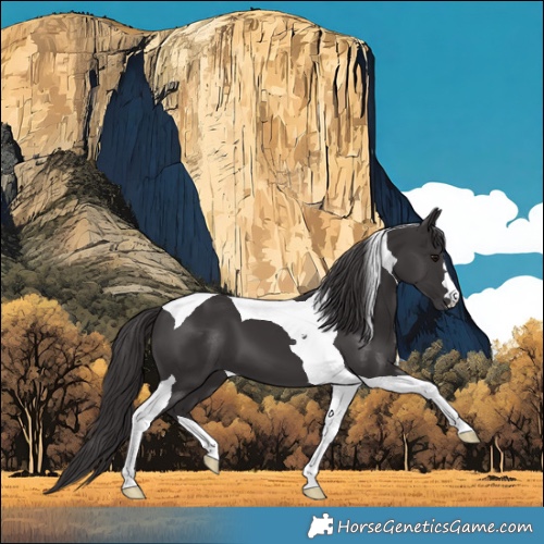 Horse Color:Smoky Black Tobiano 