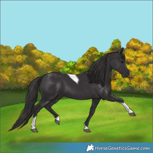 Horse Color:Smoky Black Tobiano 