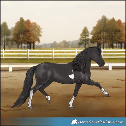 Horse Color:Smoky Black Tobiano 