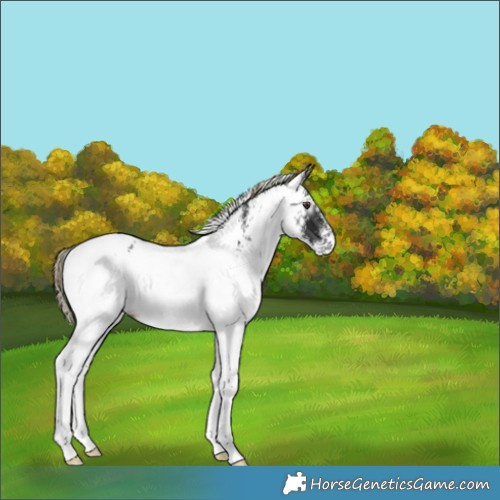 Horse Color:Gray White Spotted Liver Chestnut Appaloosa 
