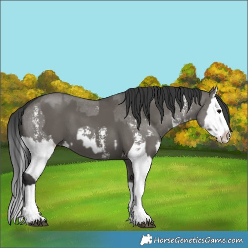 Horse Color:Grullo Sabino Splash and Grullo Sabino Splash