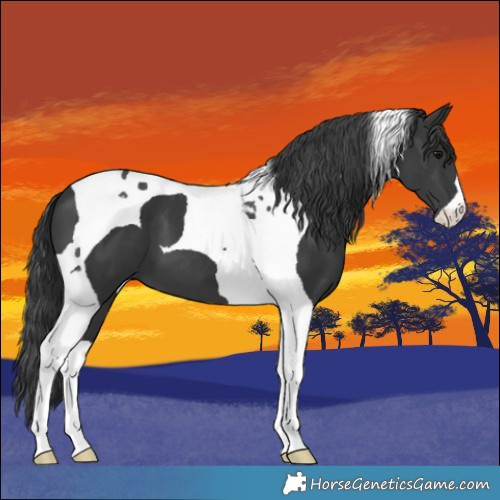 Horse Color:Black Tobiano 