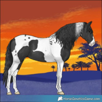 Horse Color:Black Tobiano 