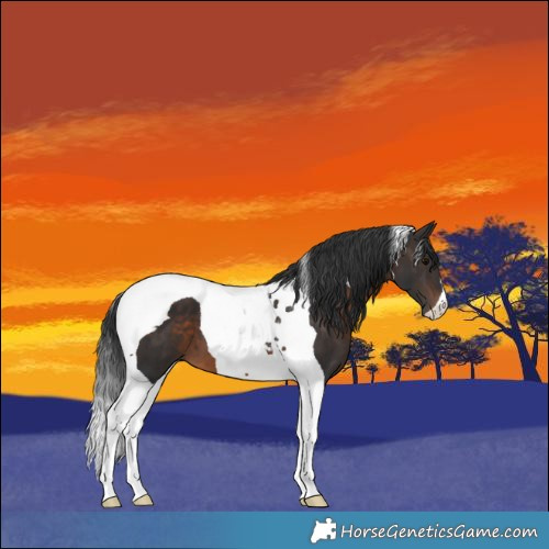 Horse Color:Brown Tobiano 