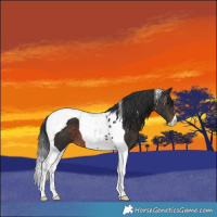 Horse Color:Brown Tobiano 