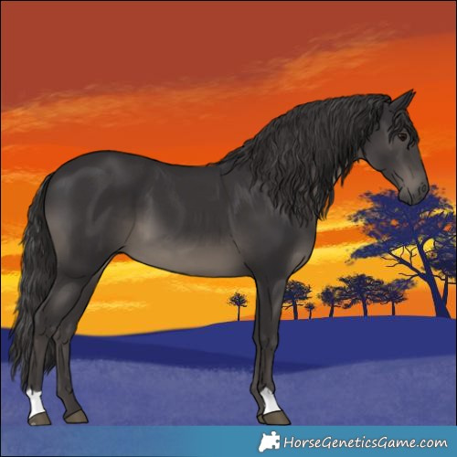 Horse Color:Smoky Black 