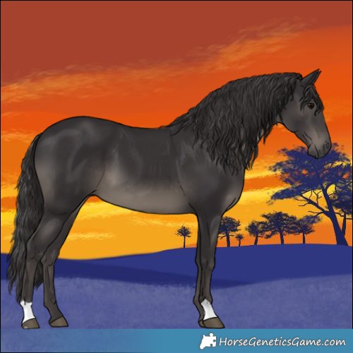 Horse Color:Smoky Black 