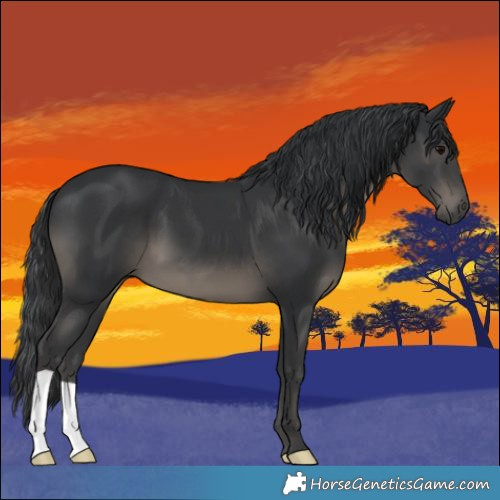 Horse Color:Black 