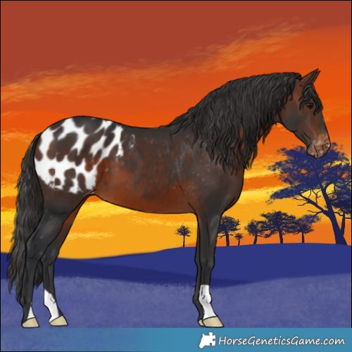 Horse Color:Brown Appaloosa 