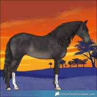 Horse Color:Smoky Black 