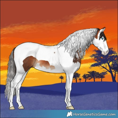 Horse Color:Bay Splash Tobiano 