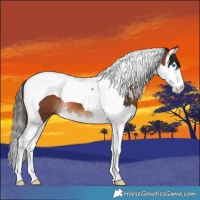 Horse Color:Bay Splash Tobiano 