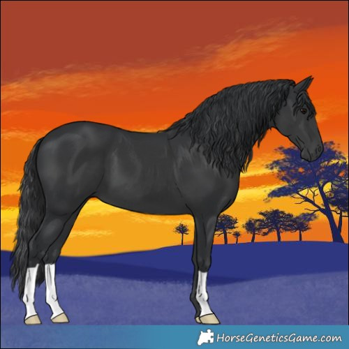 Horse Color:Black 