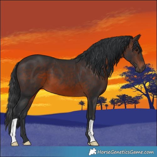 Horse Color:Brown 