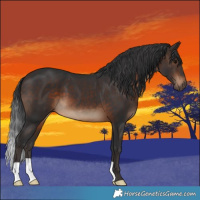 Horse Color:Brown 