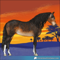 Horse Color:Gray Buckskin 