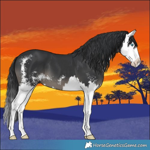 Horse Color:Black Sabino Splash 