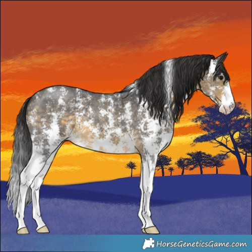 Horse Color:Buckskin Sabino 