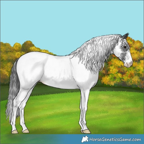Horse Color:White Spotted Black