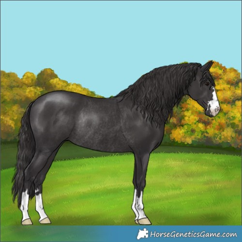 Horse Color:Smoky Black Rabicano
