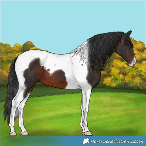 Horse Color:Brown Tobiano 